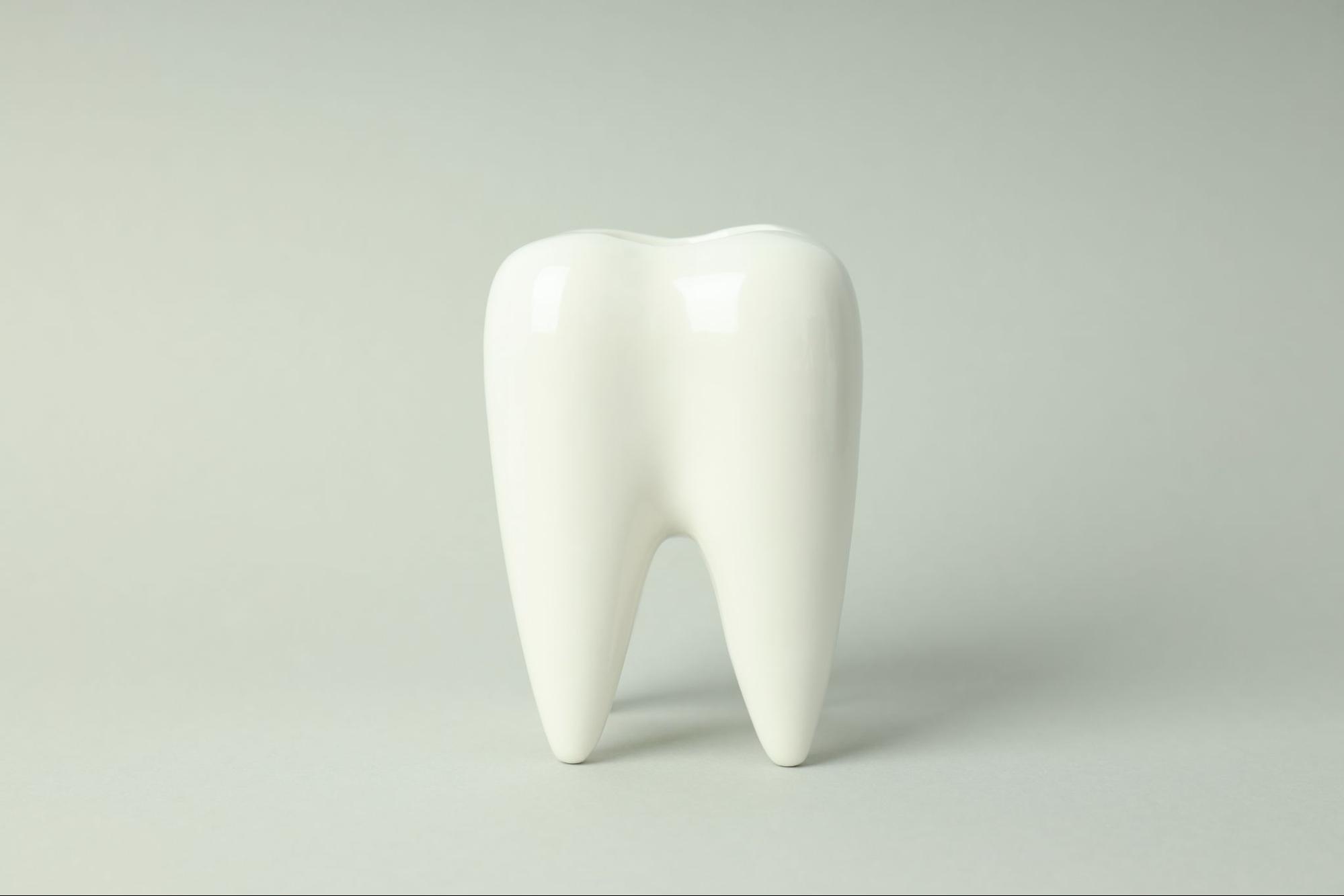 Model of a tooth.