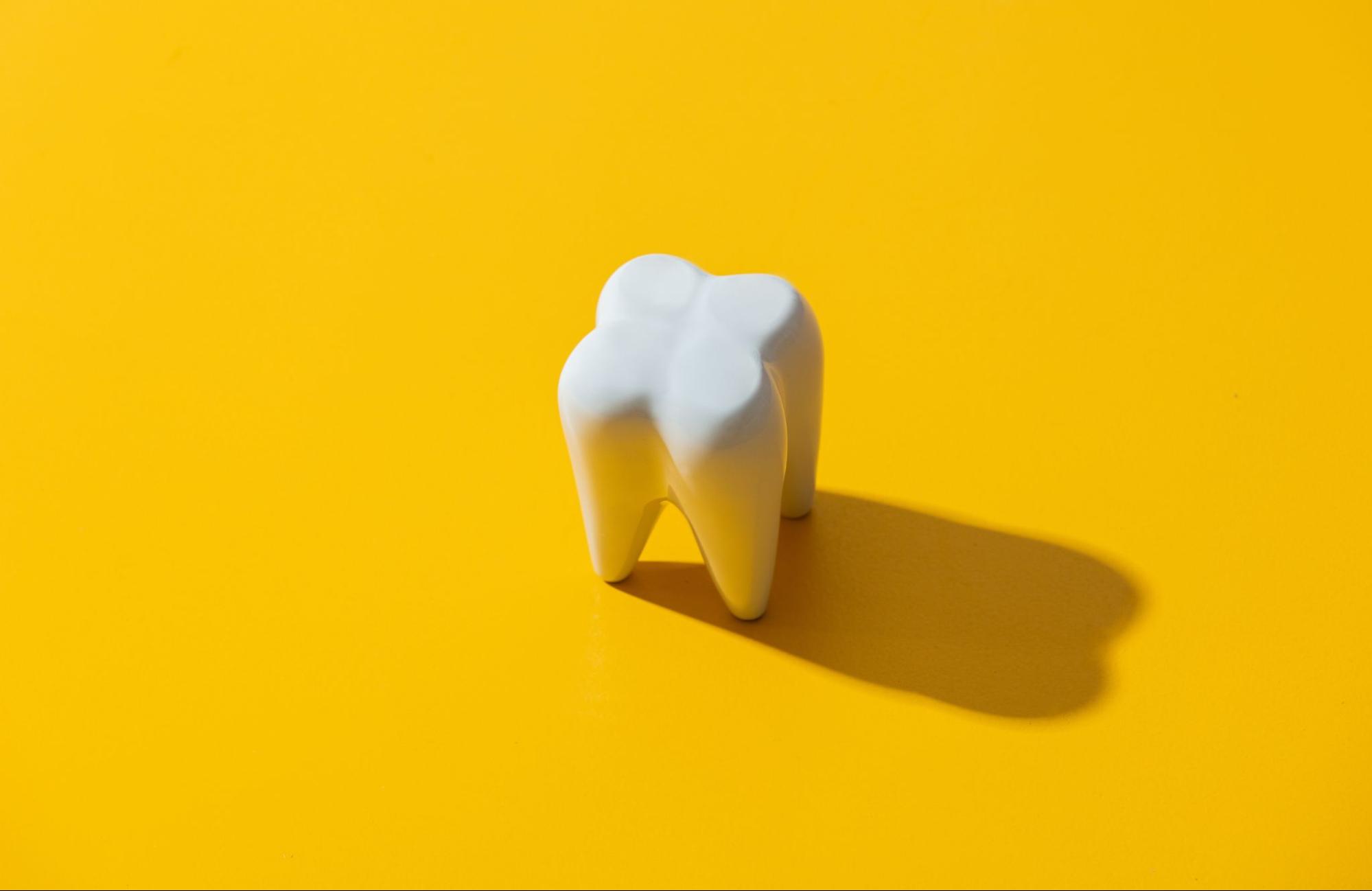 Plastic model of a tooth.