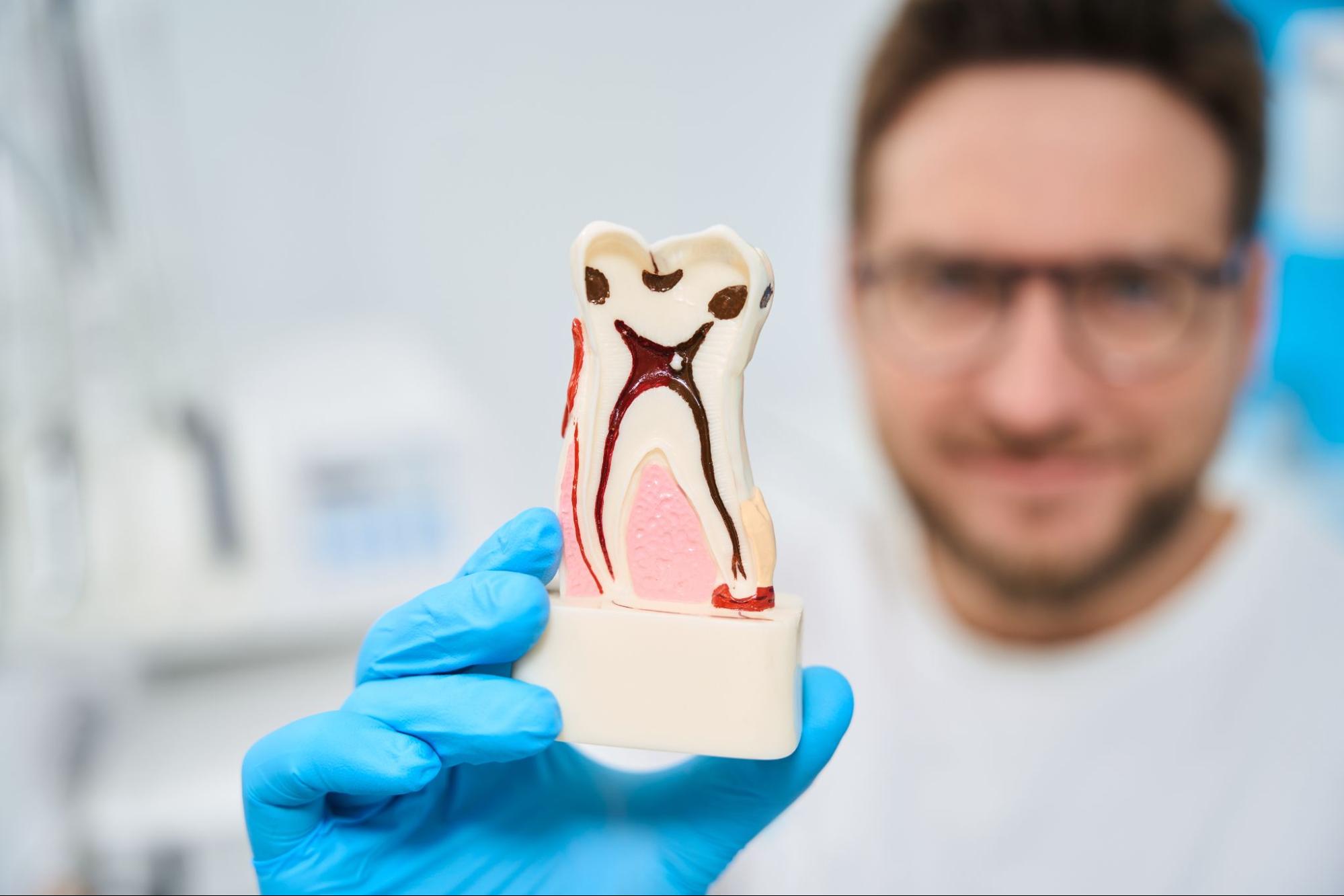 A male dentist showing a detailed 3D model of a tooth.